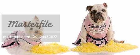 west highland white terrier and english bulldog dressed up as cheerleaders