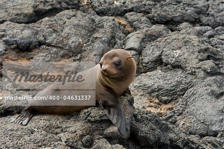 A young Sea lion in the Galapagos Islands, Ecuador, South America