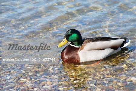 usual male duck green head over transparent water