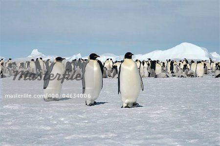 Emperor penguins (Aptenodytes forsteri) walking on the ice in the Weddell Sea, Antarctica