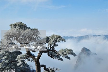 Pine trees with sea of clouds as background in World Heritage Site - Yellow Mountain (Huangshan), China