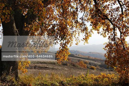 Golden branches of old oak tree in the autumn wind