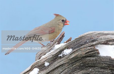 Female Northern Cardinal (cardinalis cardinalis) on a stump with snow and a blue sky background