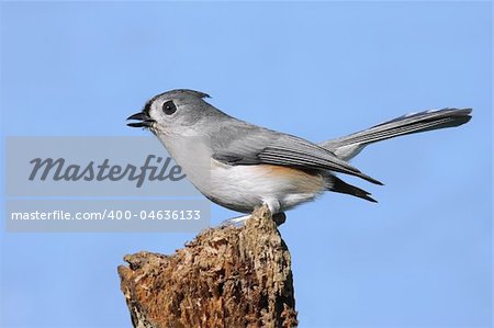 Tufted Titmouse (baeolophus bicolor) on a stump with a blue background