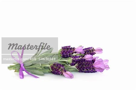 Lavender herb flowers isolated over white background.