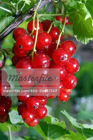 Red currant