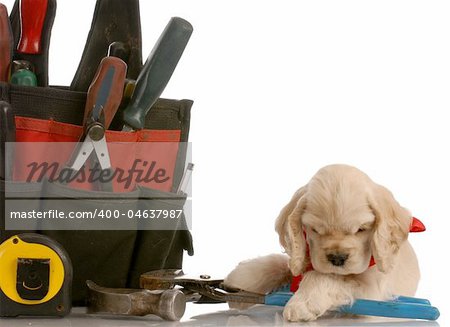american cocker spaniel laying beside construction tools