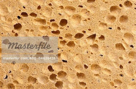 very good close up detail on classic natural sponge