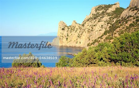 Flowers on coastline of "Novyj Svit" reserve (Crimea, Ukraine, "rhinoceros Cape" on  background)