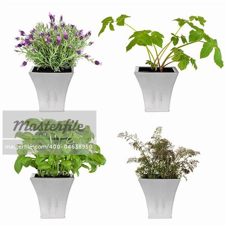 Lavender, angelica, basil and bronze fennel herbs growing in distressed pewter pots, isolated over white background.
