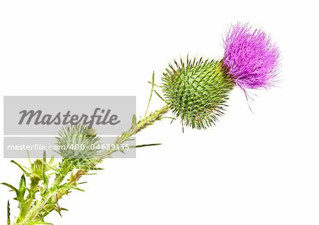 Fresh thistle flower isolated on white background