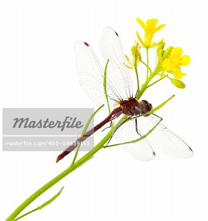 Red dragonfly sitting on mustard green flowers