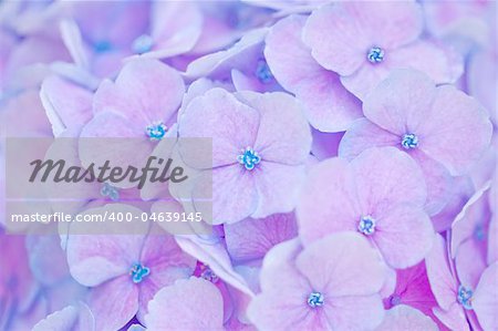 Close up of an hortensia flower for natural abstract background