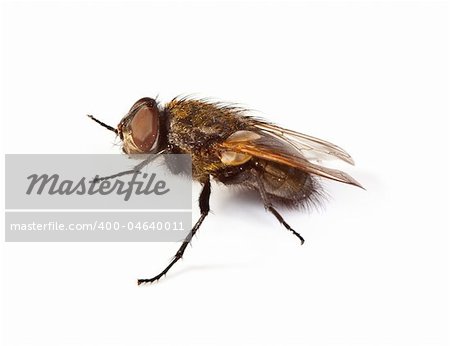 home fly on white background, small natural shaddow is visible under the fly