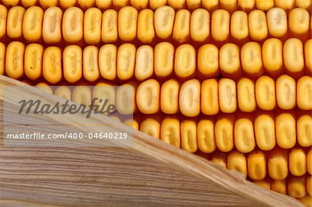 classic corncob vegetable,fine nature  detail background