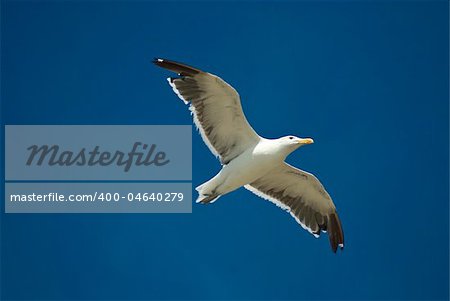 White sea gull flying in the blue sky