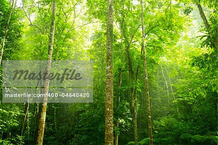 Green forest with ray of light in morning.