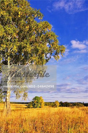 evening landscape with bright colored tree and deep blue sky