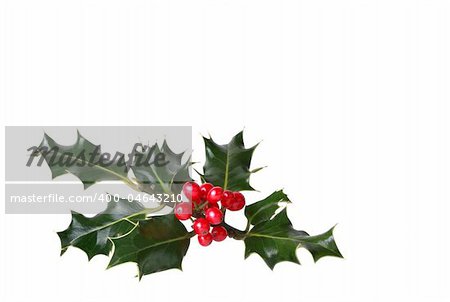 Holly leaf sprig with red berries isolated over white background.