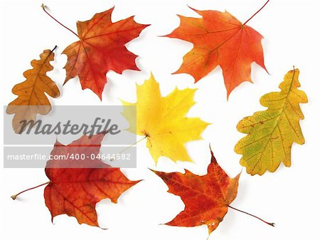 bright colors of dry autumnal leaves