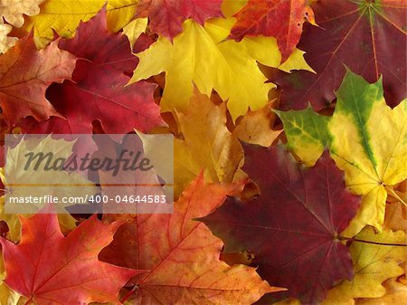 awesome colors of dry autumnal leaves