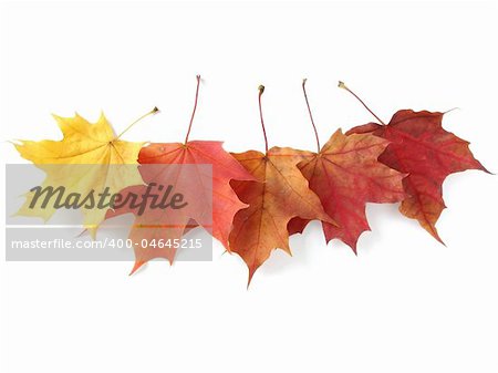 five bright autumnal maple leaves on white