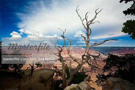 Dead Tree at Edge of the Grand Canyon