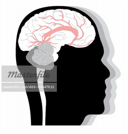 Human head with brain, profile