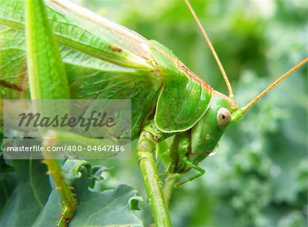 Insect photo - macro detail of a green locust