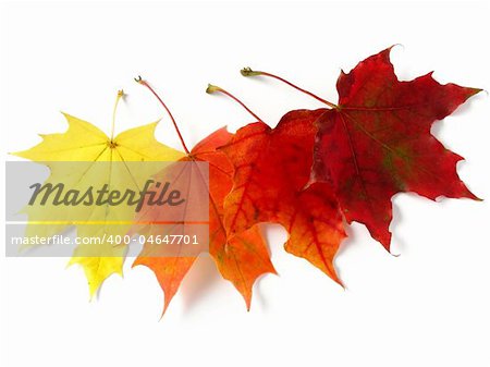 four bright autumnal maple leaves on white