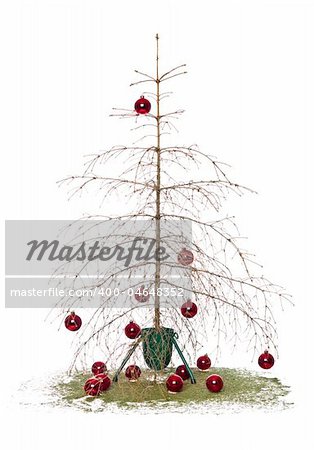 Dead christmas tree isolated on a white background