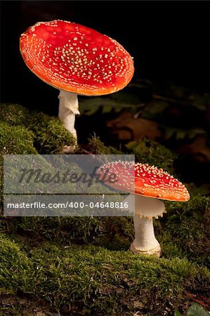 two colorful fly mushrooms Amanita muscaria