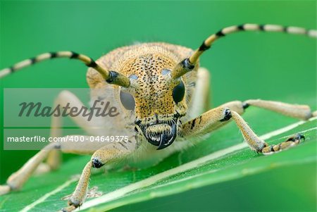 Bug Saperda carcharias, sleeps early in the morning.