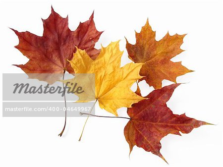 dry bright autumnal maple leaves on white