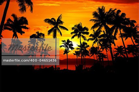 Palms silhouette opposite beautiful island in red sunset