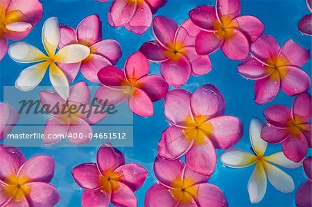 Background of pink frangipani flowers floating in a blue pool