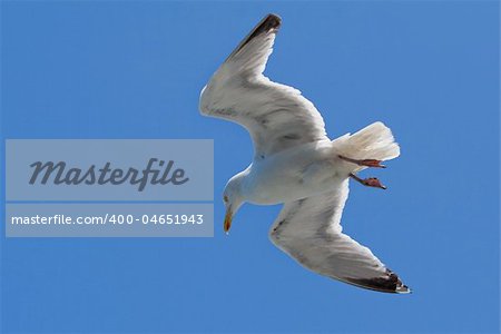 Flying seagull against clear and blue sky