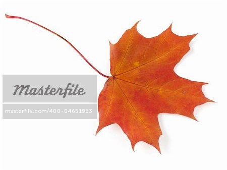 bright autumnal maple leaf on white