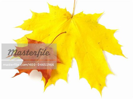 pair of bright autumnal maple leaves on white