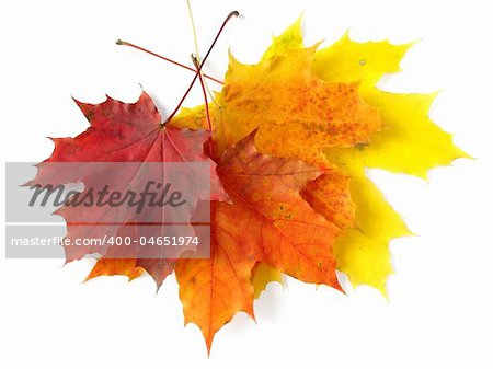 bright autumnal maple leaves on white