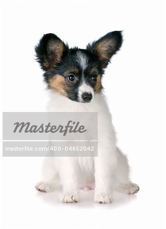 Puppy papillon Isolated on a white background