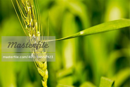 Close up shot of a wheat or barley stem with leaves in the background