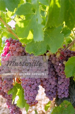 Agriculture wine red grapefruit field in Spain