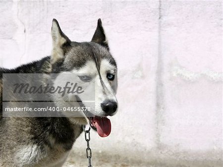 Wolf dog against wall with copyspace