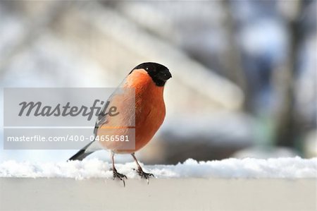 Male of bullfinch. Winter day