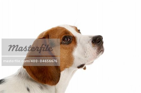 beautiful funy dogs on white