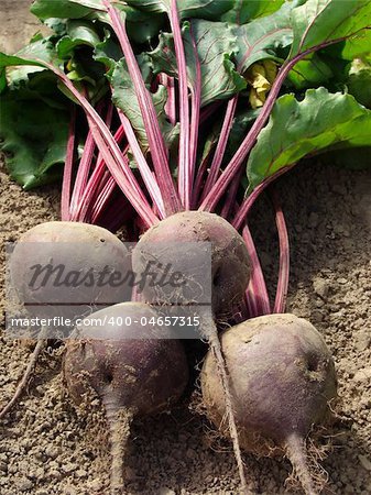 some beetroots with tops on the ground