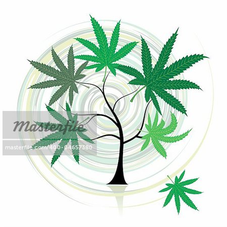 Cannabis tree