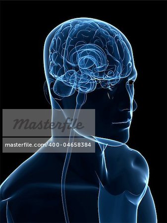 3d rendered illustration of a human head shape with highlighted brain parts