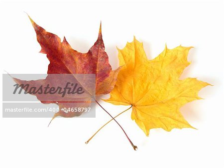 bright autumnal maple leaves on white